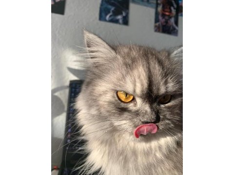 2 yaşında chinchilla dişi