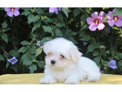 Anne altından maltese terrier dişi ve erkek