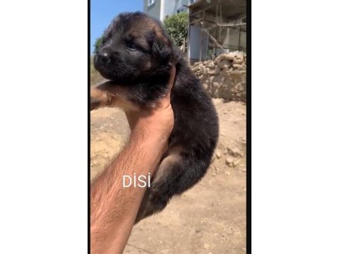 Orjinal alman çoban köpeği (alman kurdu) yavrusu