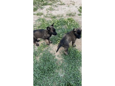 Maskeli malinois yavrular