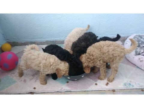 Evde bakılabilecek tek ırk toy poodledir