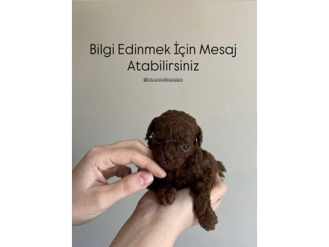 En kaliteli poodle yavrular