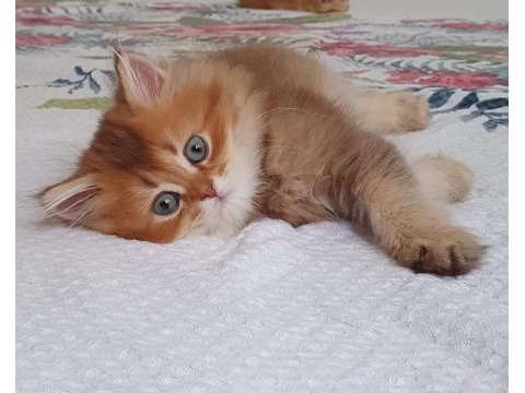 British longhair