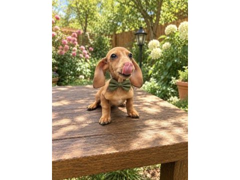 Light chocolate dachshund miniğimiz