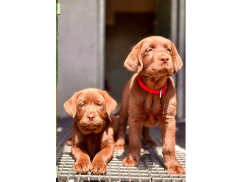 Birinci sınıf safkan labrador retriever yavrular