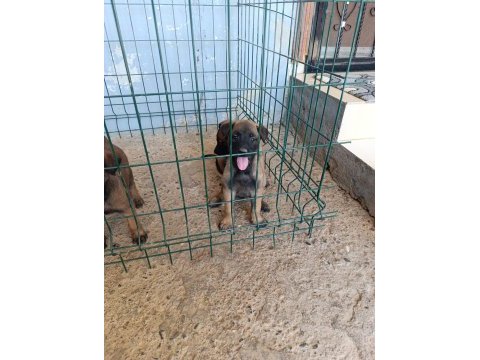 Belçika malinois dişi ve erkek mevcut