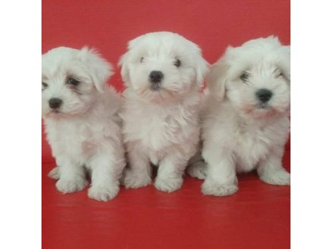 Maltese terrier yavrularımız