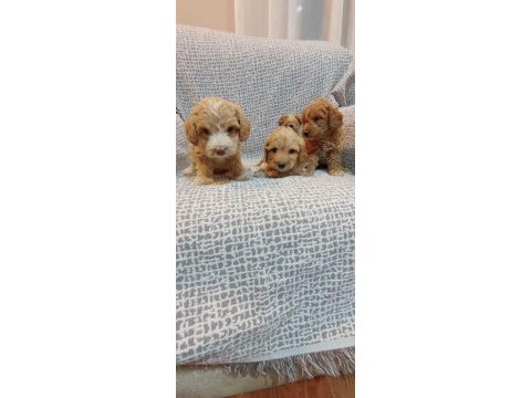 Maltipoo yavrularımız