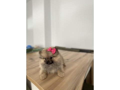 Sevimli surat pomeranian boo
