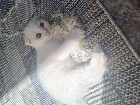 2 aylık dişi scottish fold
