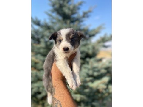 Petmode köpek çiftliğinden border collie yavrular