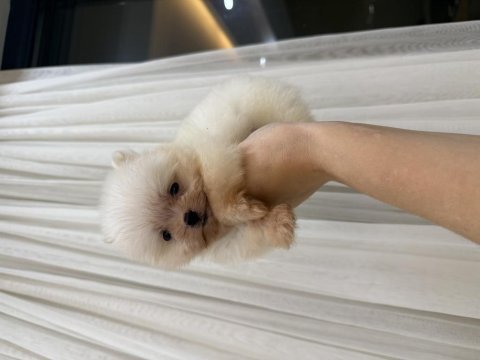 Pomeranian teddy bear boo