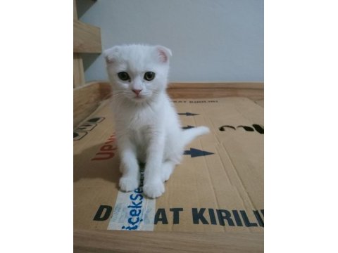 Top kafa ayı surat scottish fold yavrularımız