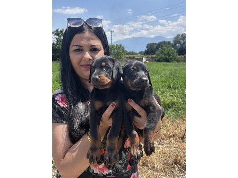 Şecereli king doberman yavrularım