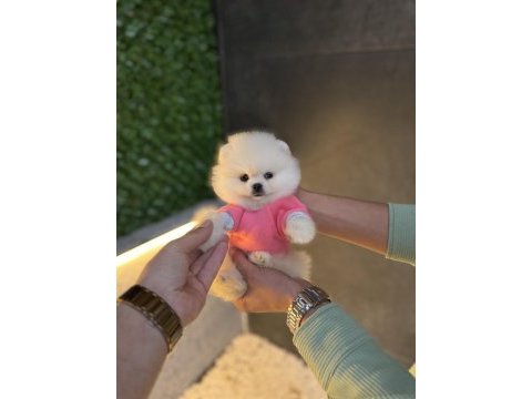 Ziyarete açık pomeranian yavrularımız