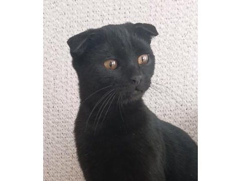 Dişi 5 aylık scottish fold