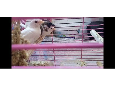 Yavru makineleri bengal ispinoz finch