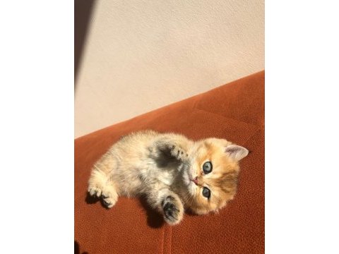 A kalite golden british shorthair bebekler