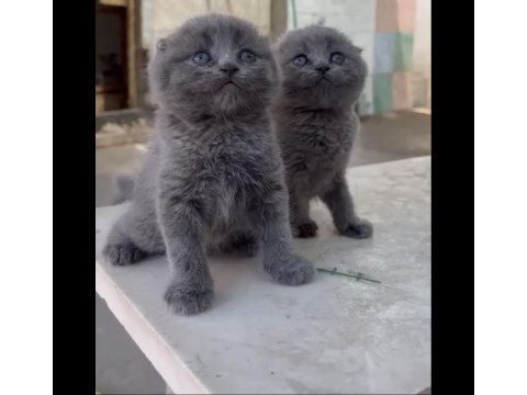 Scottish fold yavrular