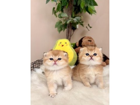 Golden british shorthair