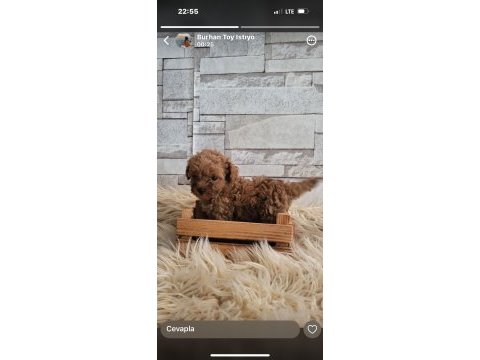 Red toy poodle
