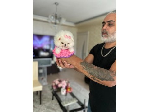 Mikro boy dişi pomeranian