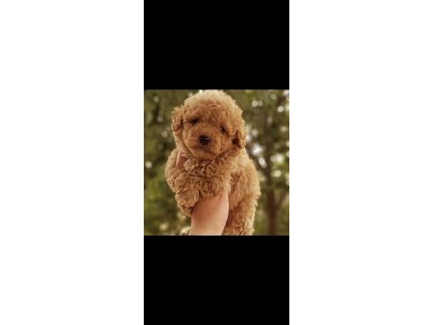 Sizi bekleyen toy poodle afacanlar