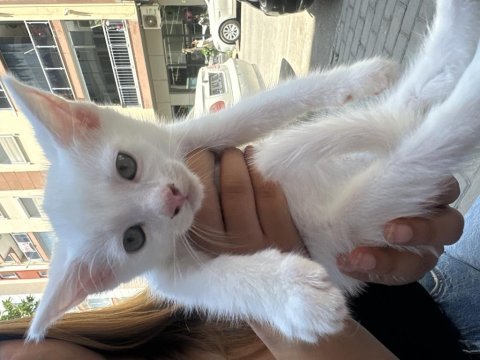 British shorthair yavru kedimiz