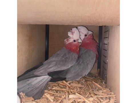 Hazır çift gallah kakadu takım