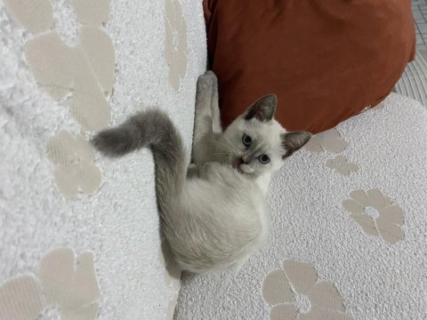 4 aylık dişi british shorthair