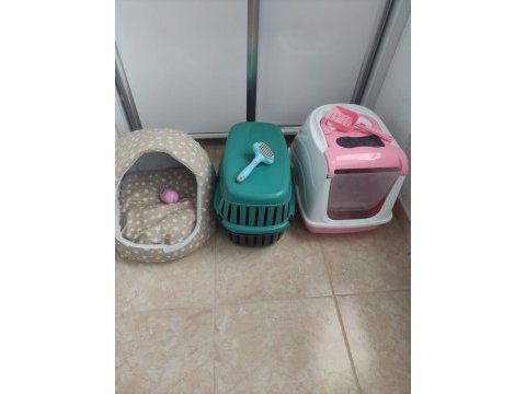 4 aylık british shorthair