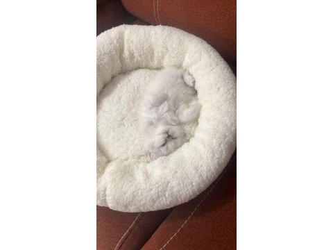 1,5 aylık oyuncu dişi british longhair silver point yavru