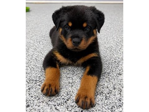 Evinizin neşesi rottweiler yavrular kapıda ödeme