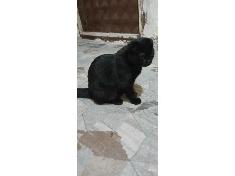 Dişi erkek bebek kediler