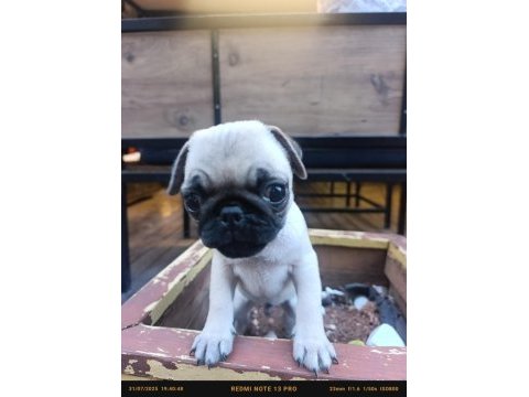 Mükemmel anatomi köpeğimiz