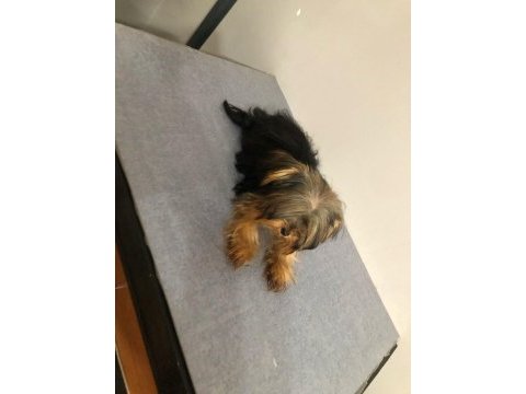 4 aylık yavru yorkshire terrier