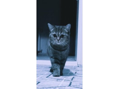 British shorthair ve tekir kırması sakız