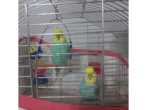 1 dişi ve 1 erkek rainbow kanlı muhabbet kuşu