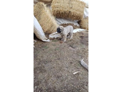Aksaray malaklısı köpeğimiz