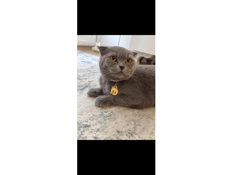 Çok uysal kısırlaştırılmış scottish fold kedimiz