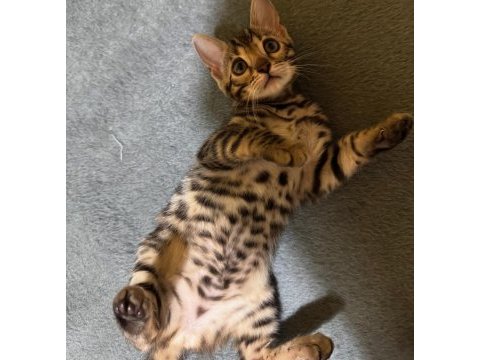 Full şecereli bengal yavrusu