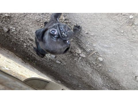 Kısa bacak pug mobs