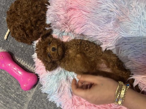 Kore teacup dişi poodle