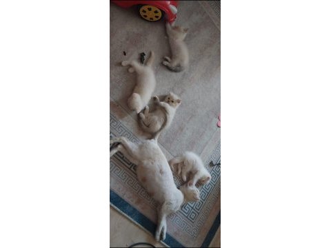 Mavi gözlü scottish fold yavrularımız
