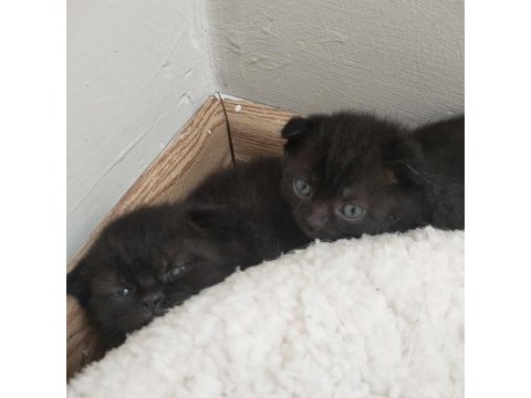 Kendi kedimin scottish fold yavruları