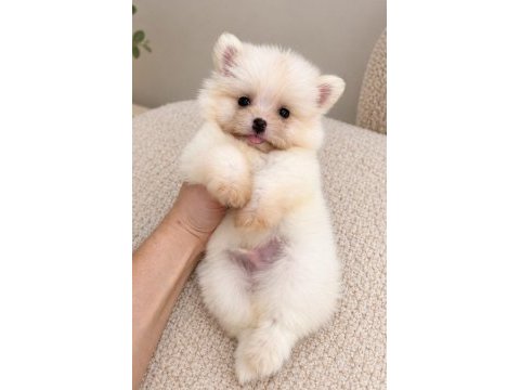 Biblo pomeranian boo mini boy