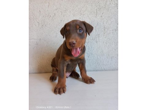Orjinal king doberman yavrular