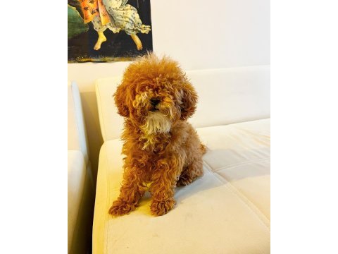 9 aylık dişi toy poodle