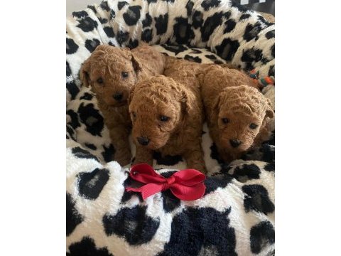 Ruhsatlı köpek çiftliğinden toy poodle yavrularımız