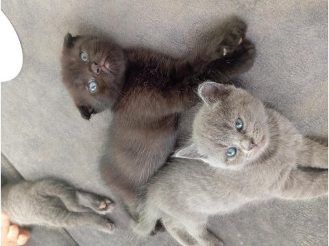 Scottish fold british shorthair yavrular